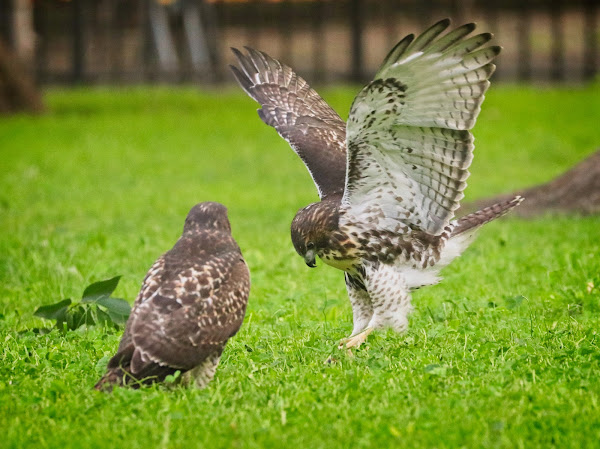 Red-tail siblings playing in the grass in Tompkins Square