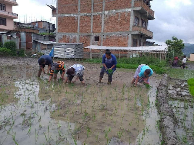 Nepali Girls in Ropain Plantation