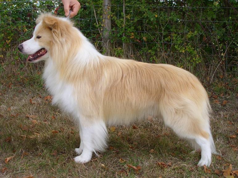 Light Brown Border Collie