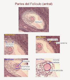 El folículo está formado por el antrum, la membrana granulosa, el ovocito, el cumulus oophorus, la corona radiada y la zona pelúcida