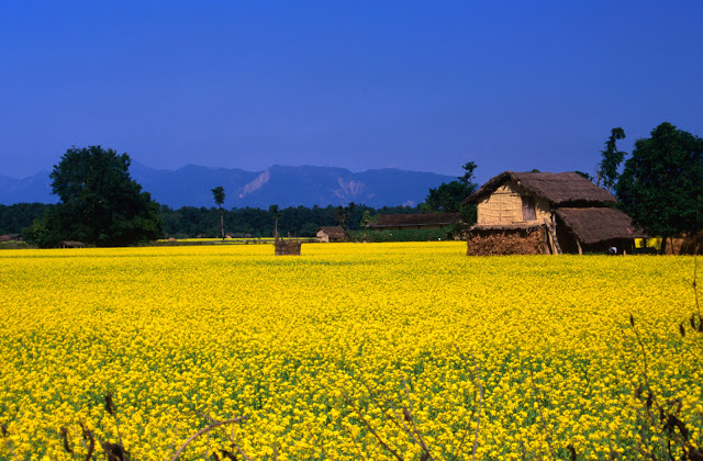 Mustard Field