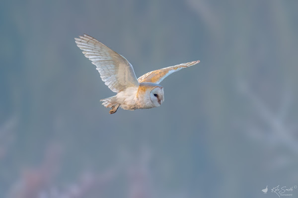 Barn owl