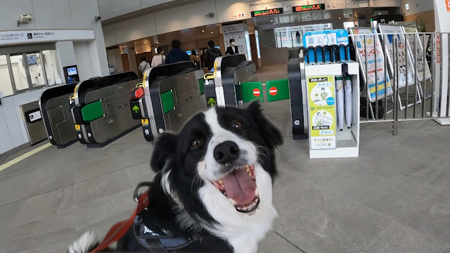 保護犬 ボーダーコリー トーマ 幕張豊砂駅