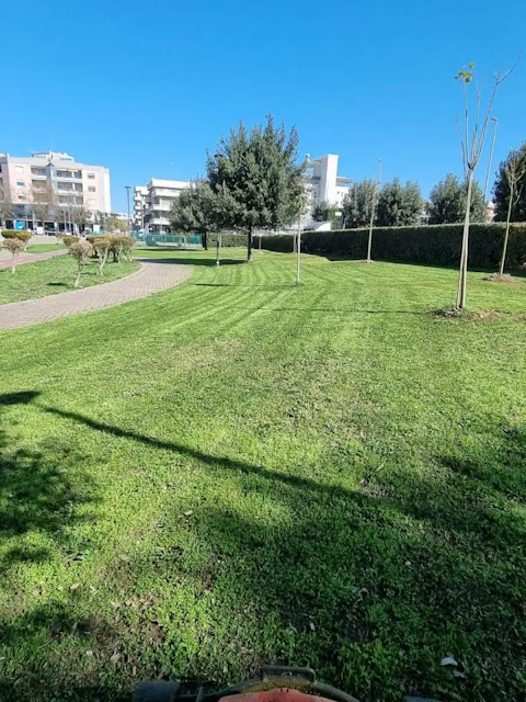 “Cerignola in verde”: completata la piantumazione di 160 alberi.  Prosegue la manutenzione del verde pubblico