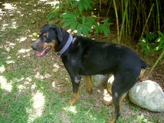 Rottweiler-Doberman mix, La Ceiba, Honduras