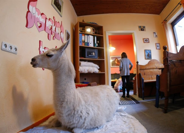 A three-year-old llama nicknamed Sockhe has been living in the Nicole Depper family from the German city of Muelheim. After a complex fracture by other animals, the llama had to amputate her leg. Now she likes to relax in the family dining room.