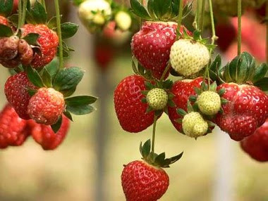 Have your pick of fresh strawberries from the farm.