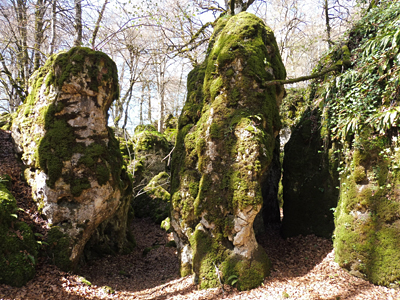 Arteako basoa / Bosque de Artea