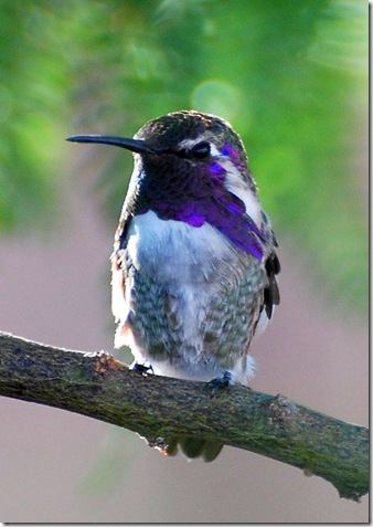 2. male costas