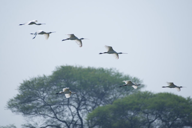 Eurasian Spoonbill (Platalea leucorodia) चम्मच बज़ा, चमचा, डोई  October 2023 Jabalpur, M.P., India