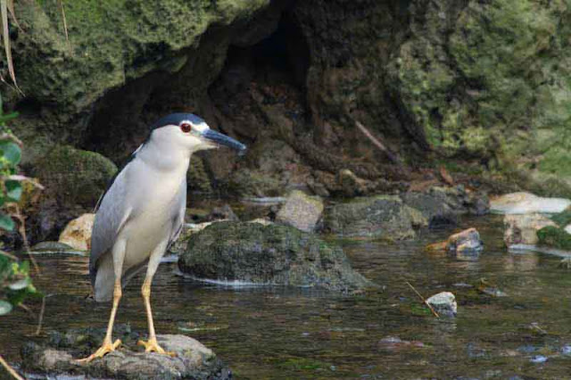 bird, image, Night Heron, before