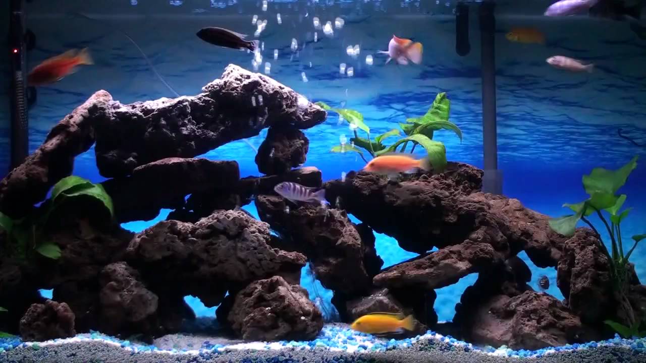 What To Consider When Picking Out A Cichlid Aquarium  