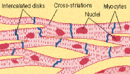 Cardiac Muscle Cardiac Muscle