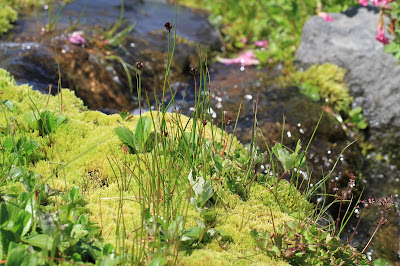 Summerland Meadow Stream