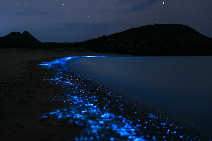 The Magical World of Bioluminescent Plankton