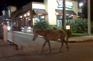 Horse and Popeye's, La Ceiba, Honduras