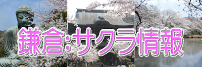  鎌倉の桜