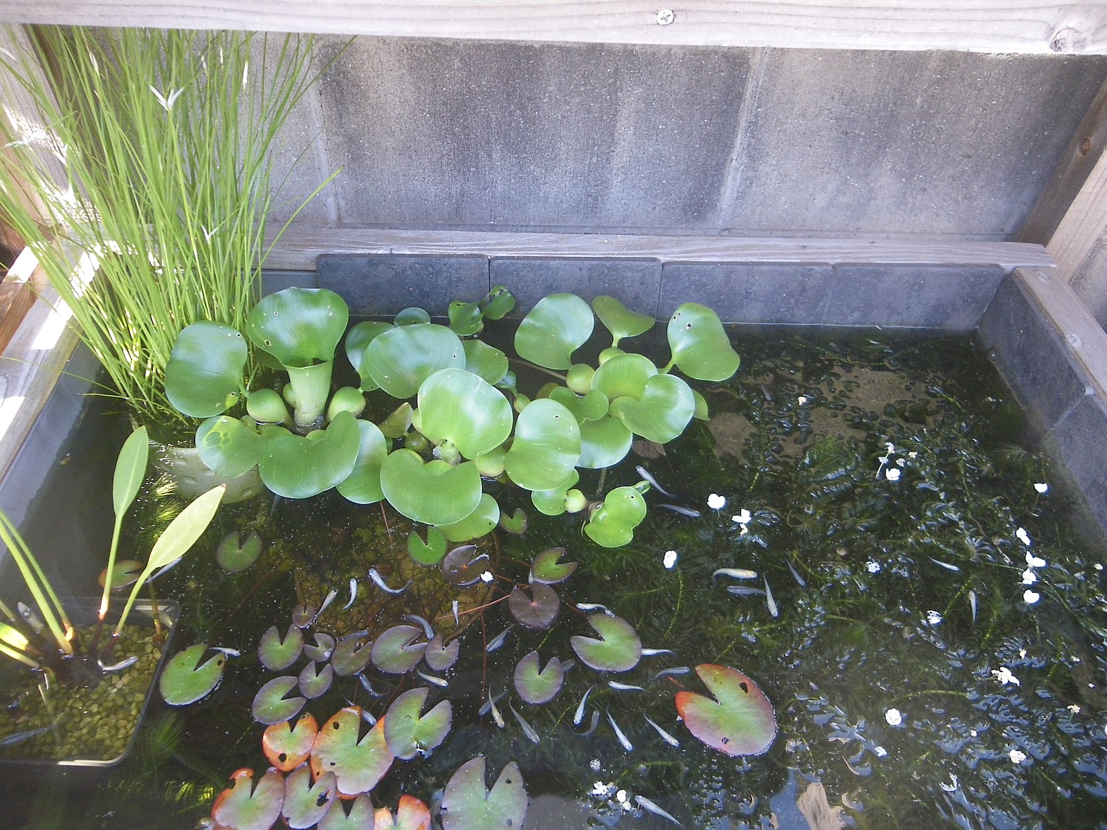 いろいろな樹木をミニ盆栽で楽しむ メダカの大工