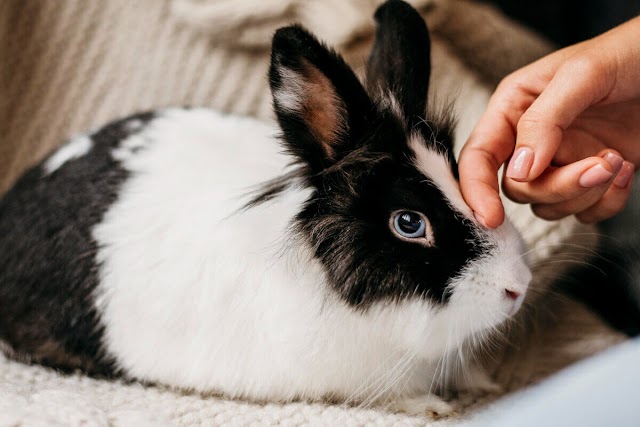 Curiosidades sobre coelhos: descubra se esses animais são realmente tão amigáveis como parecem!