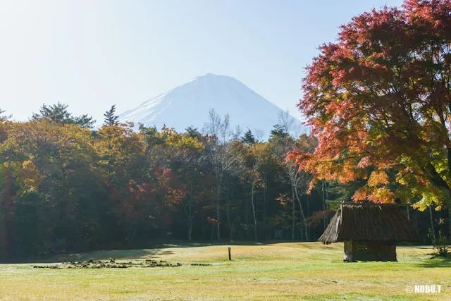 木々越しの富士山～西湖野鳥の森公園