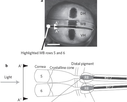 a, A frontal view of the compound eye of Odontodactylus scyllarus with the midband rows 5 and 6 highlighted by the greyed out region. VH, ventral hemisphere; DH, dorsal hemisphere; MB, midband. The section A'–A'' is shown schematically in b. Scale bar, 800 m. b, Schematic of a transverse section (A'–A'' in a). This illustrates the arrangement of the 5th and 6th rows of the midband and the location of the 8th retinular cell (R8) quarter-wave retarder and the underlying R1–7 cells. The R8 cell is 150 m long.