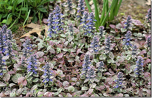 Ajuga_BurgundyGlow