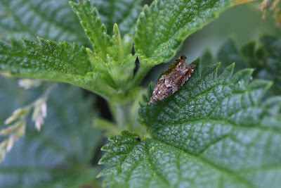 Oranje Oogbladroller - - Epinotia abbreviana