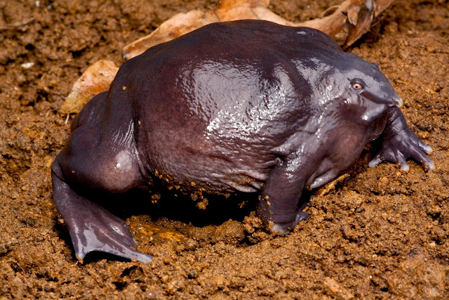 Resultado de imagen para rana purpura india
