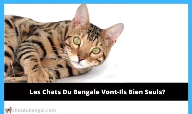 Les Chats Du Bengale Vont-Ils Bien Seuls?