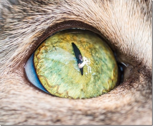 Cats Eyes13