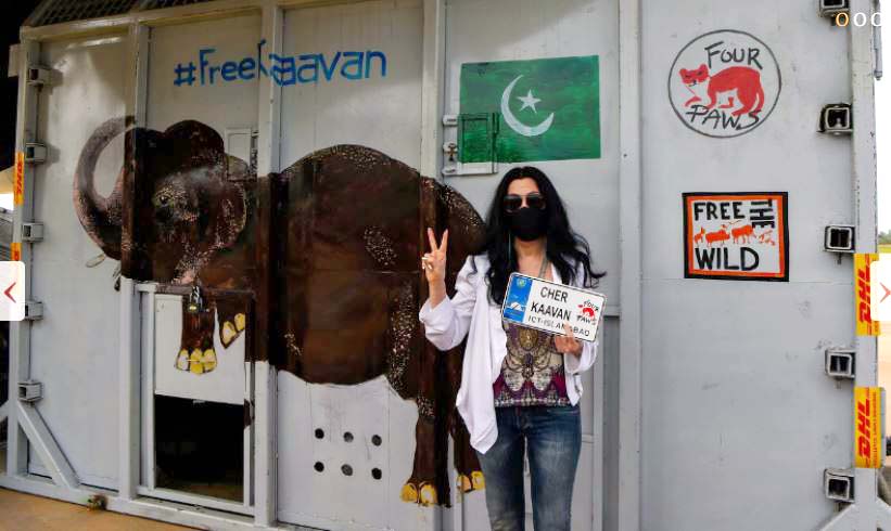 Kaavan, Islamabad’s lonesome elephant, starts new life in Cambodia