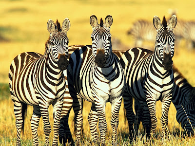 Zebra wallpaper free computer