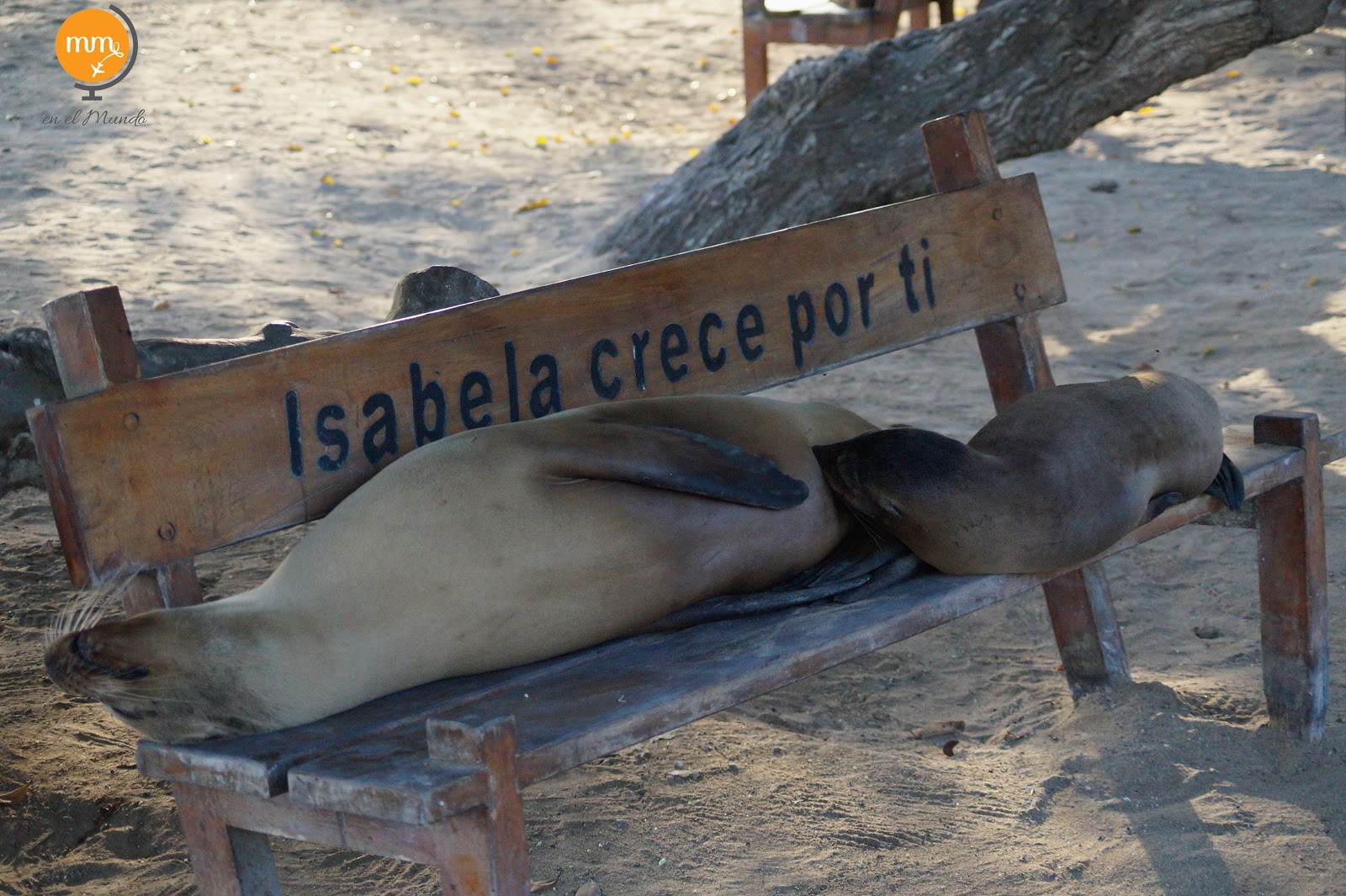 Ekwador: Wyspy Galapagos: Isabela