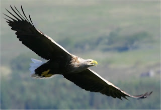 White tailed eagle