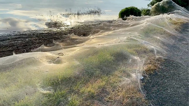 Blanket of spider webs after flood