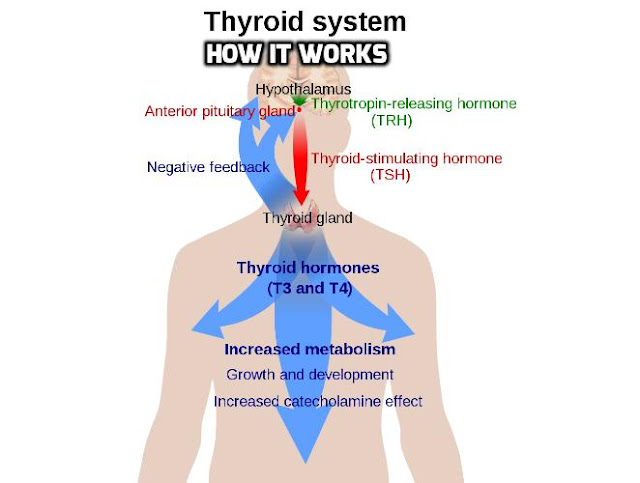 Thyroid disease results from an underactive or overactive thyroid that produces too little or too much of the thyroid hormones. Knowing how your thyroid works helps you understand your thyroid problem.