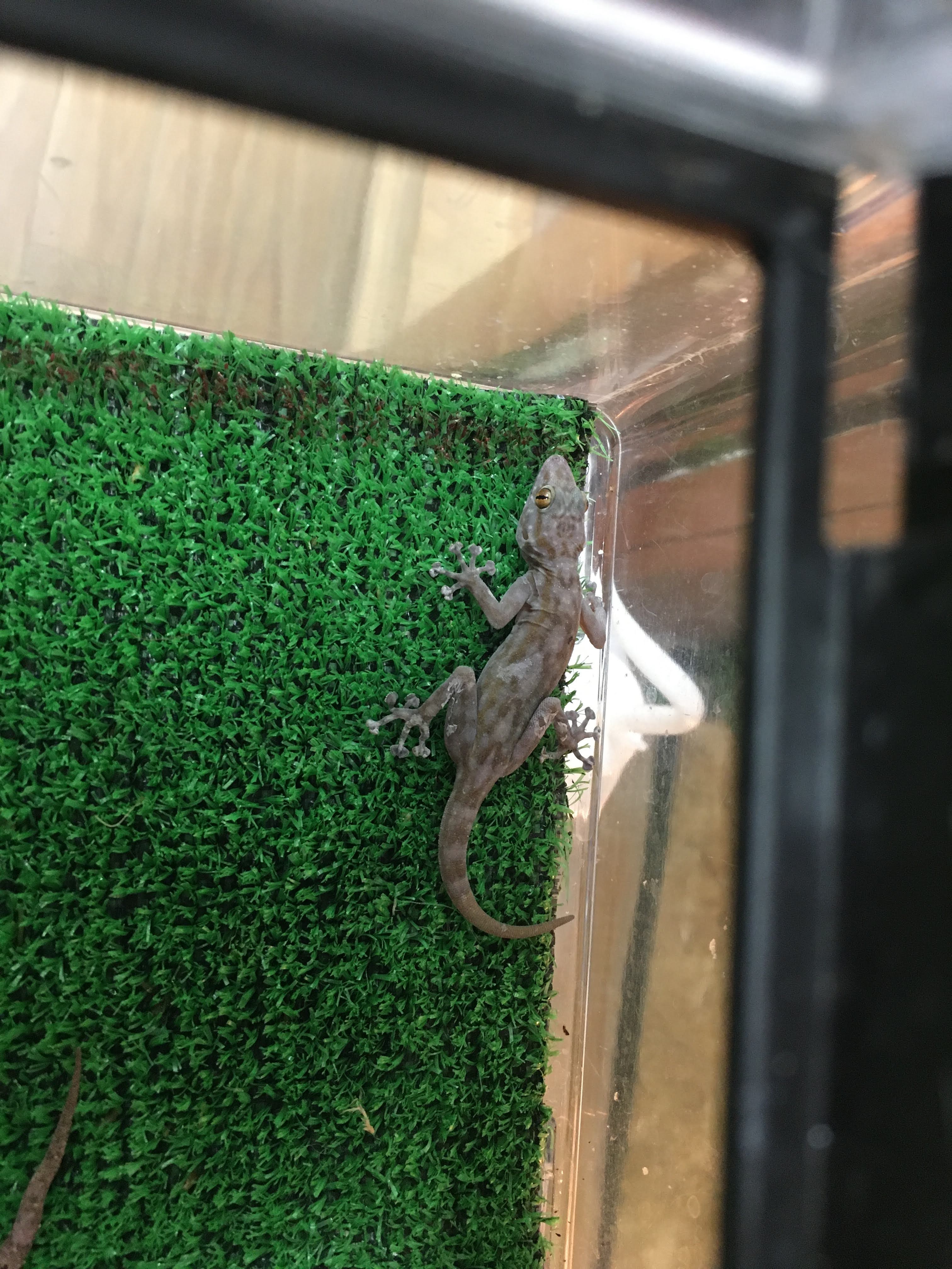田舎の蛇屋blog もっと強い蛇を探して 6月