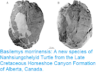 https://sciencythoughts.blogspot.com/2018/12/basilemys-morrinensis-new-species-of.html