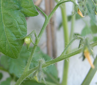potager-carre1-arrivee-tomates1