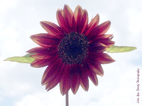 Beautiful Wine-Colored Sunflower from Leesburg FL Garden