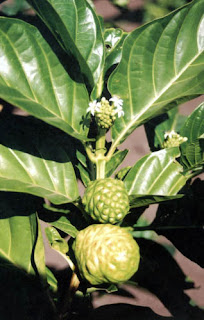 Árbol del Noni, célebre por sus propiedades curativas y nutritivas