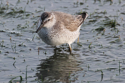 Kanoet - Mients - Calidris canutus