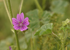 wildflowers in Norfolk in spring