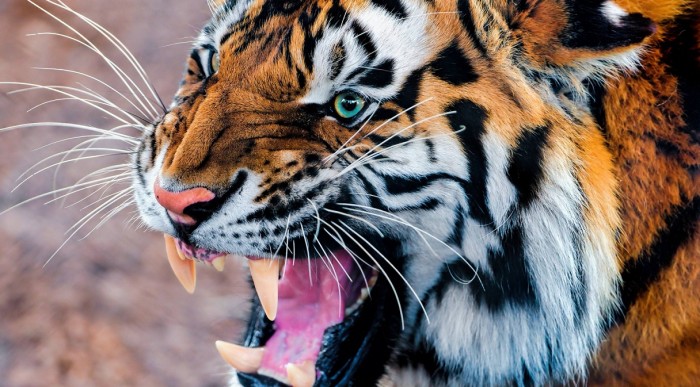 Gambar Harimau Garang Terbaru gambarcoloring