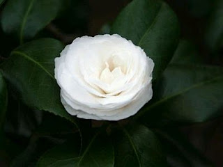 Flores, Fotos de Rosas Blancas, parte 4