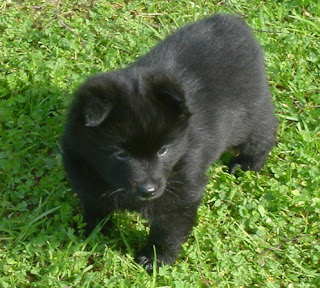 Schipperke Puppy