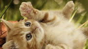 Cute Cat Wallpaper Hd (cute cats wallpapers for desktop)