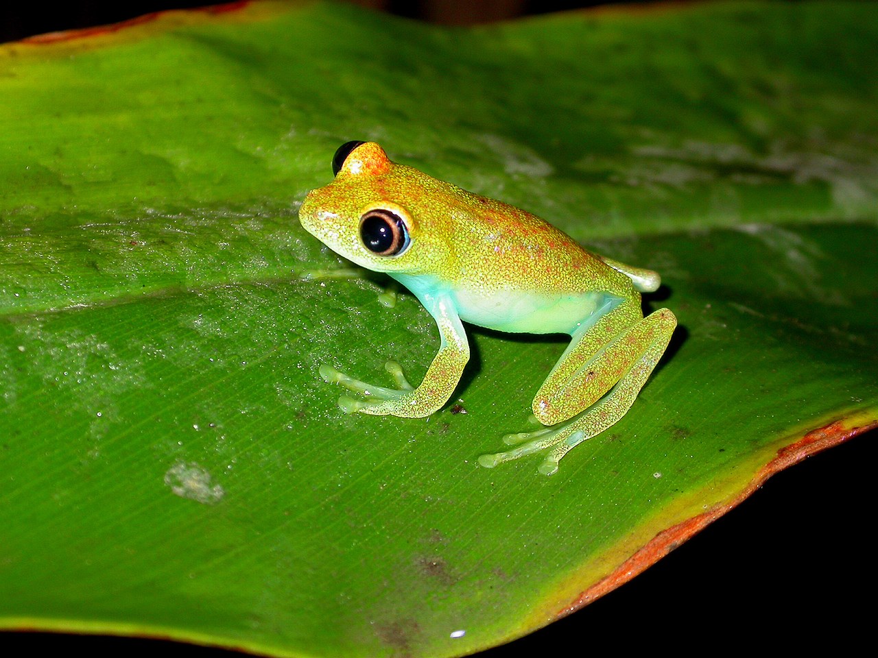 Boophis viridis