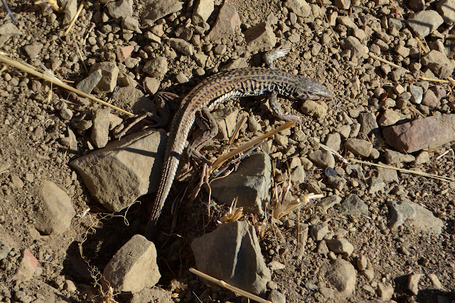 whip tail lizard with extra skin on the underside