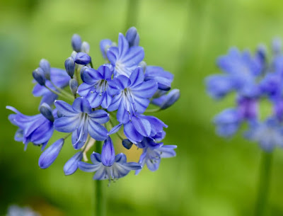 Agapanthus Galaxy Blue - Galaxy Blue Lily of the Nile care